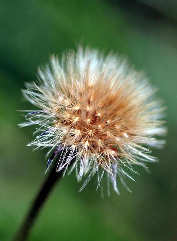 dandylion.jpg
