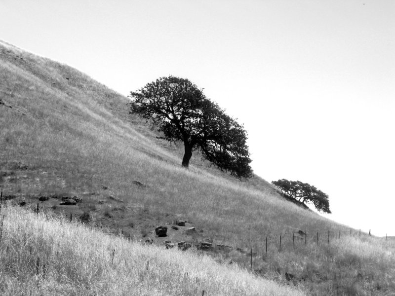 tree tilt