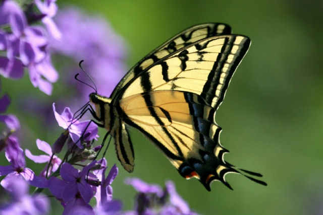 butterfly.jpg