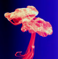 Filaments