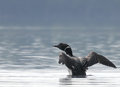 Loon