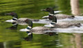 Loons