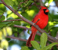 Cardinal