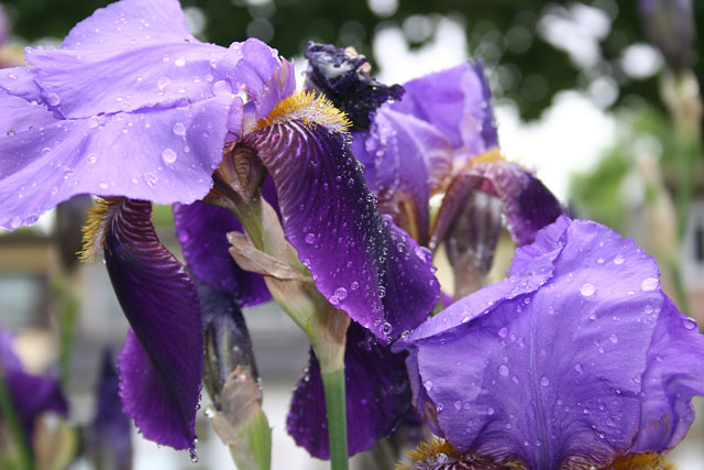 Irises