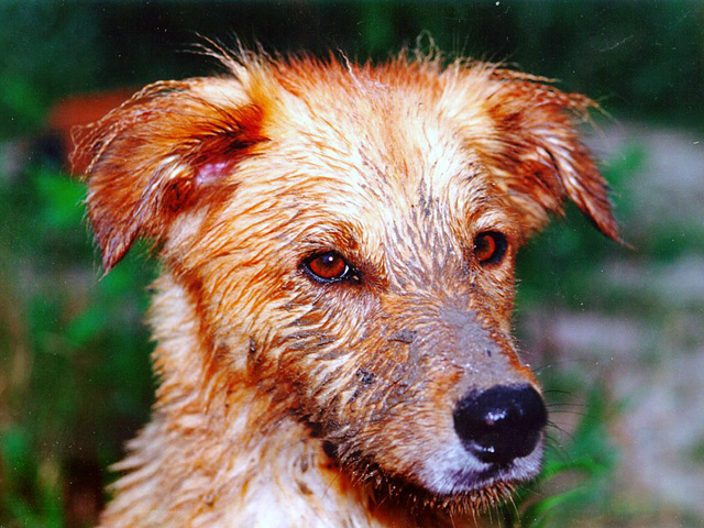 Muddy Dog