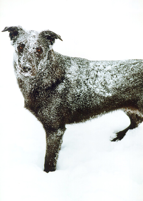 Snow dog