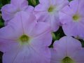 Delicately