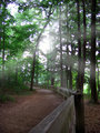 Scenic Trail 2