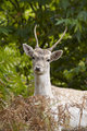 Young Stag