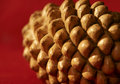 Pine Cone in Red