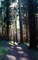 Wooded Path