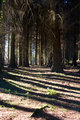 Woodland Shadows