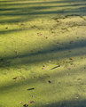 Pondweed