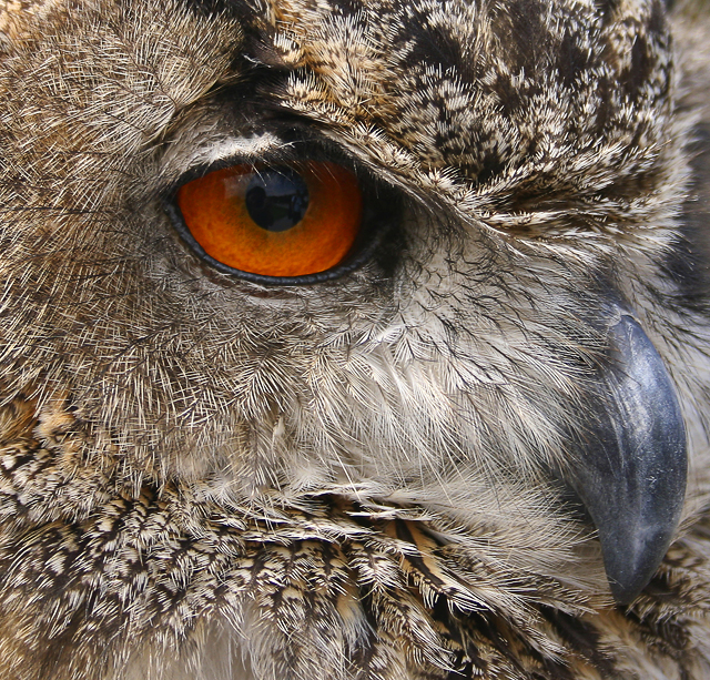 Eagle Owl