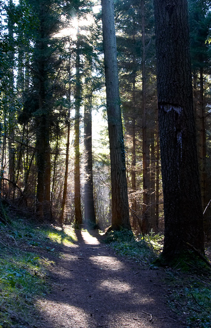Wooded Path