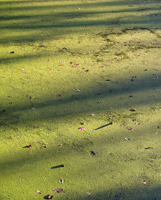 Pondweed