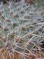 Plate of Spikes