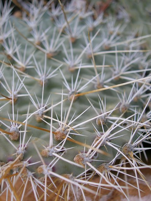 Plate of Spikes
