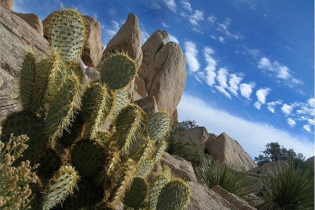 Desert Life