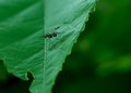 leaf_fly.JPG