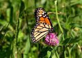 monarch3.JPG
