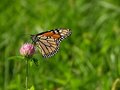 monarch1.JPG