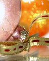 ornamentia.JPG