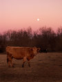 moo.jpg