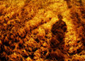 PICT0893 copy.jpg