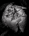 Steel Peony 16x20