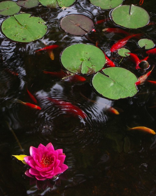 chelles_pond.JPG