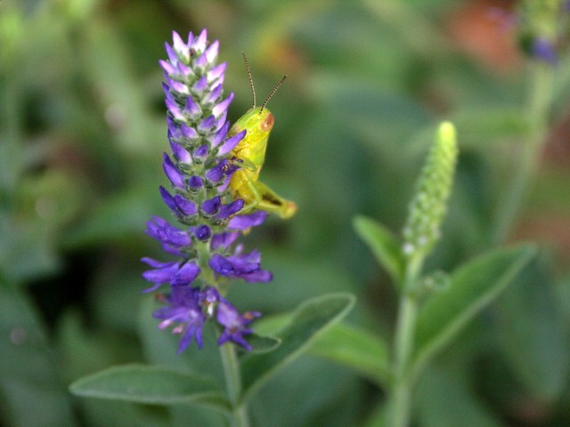 hiding_grasshoper.JPG