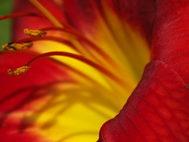 lilly.JPG