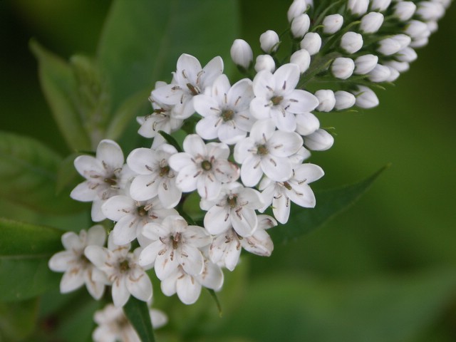 little_white_flowers.JPG