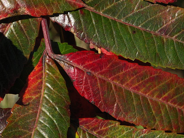 changing_sumac.JPG