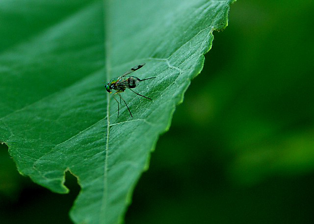 leaf_fly.JPG