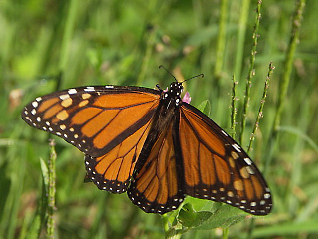 monarch2.JPG