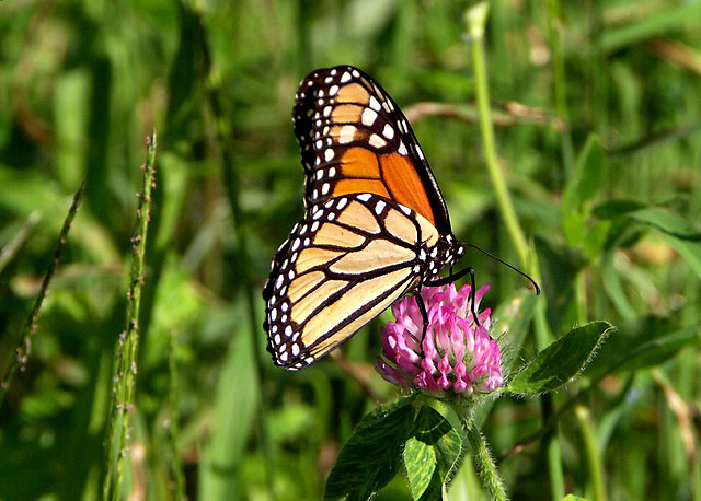 monarch3.JPG