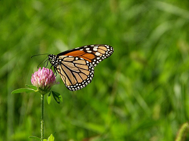 monarch1.JPG