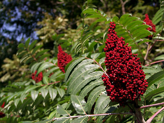 sumac.JPG