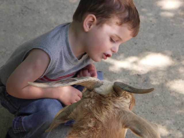 HI-Goat!.jpg