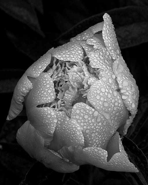DSC_6737.JPG