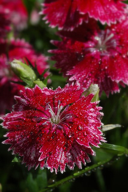 DSC_7664.JPG
