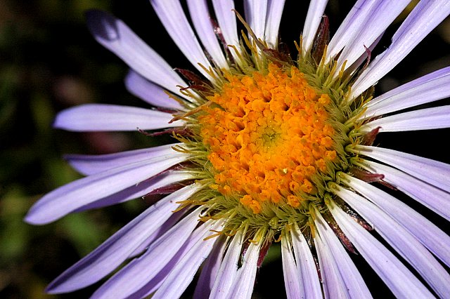 DSC_8017.jpg