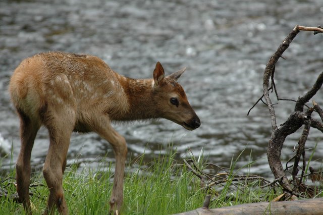 DSC_8654.jpg