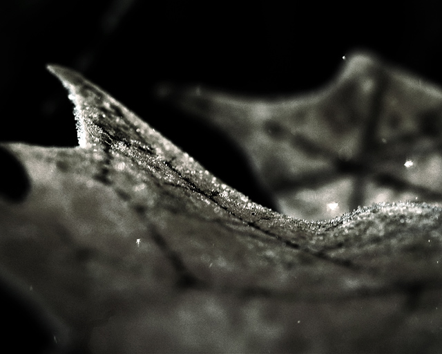 leaf2-bw.jpg