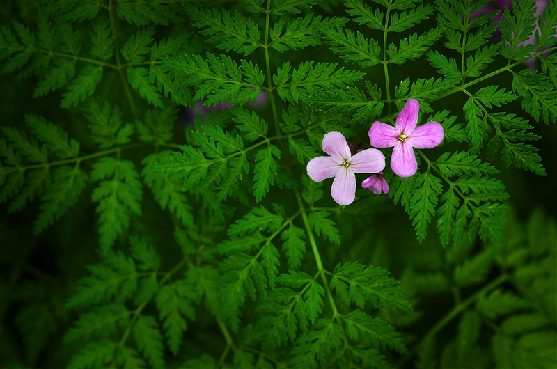 Through the Green