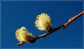 Day 11 - Branch - Edited