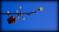 Day 12 - Berries - Edited