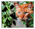 Hunter in the Garden